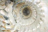 Iridescent Ammonite (Cadoceras) Fossil - Micailov, Russia #180802-1